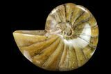 Polished Fossil Nautiloid (Cymatoceras) - Madagascar #133194-1